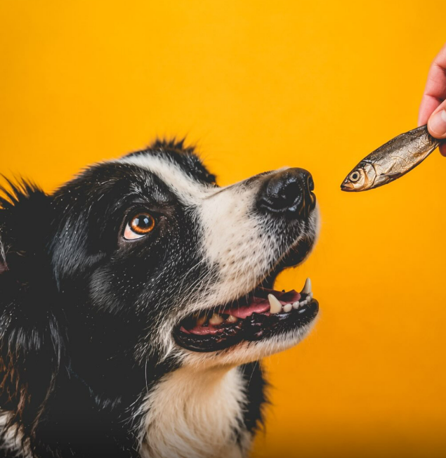 Alimentação para Cão