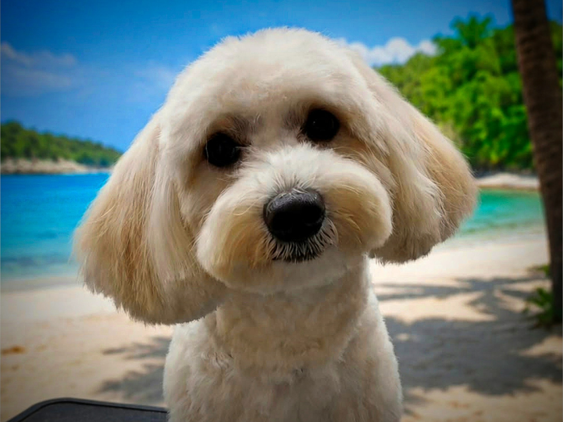 Cão Grooming